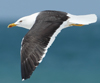 1cy fuscus in August, ringed in Finland. (81365 bytes)